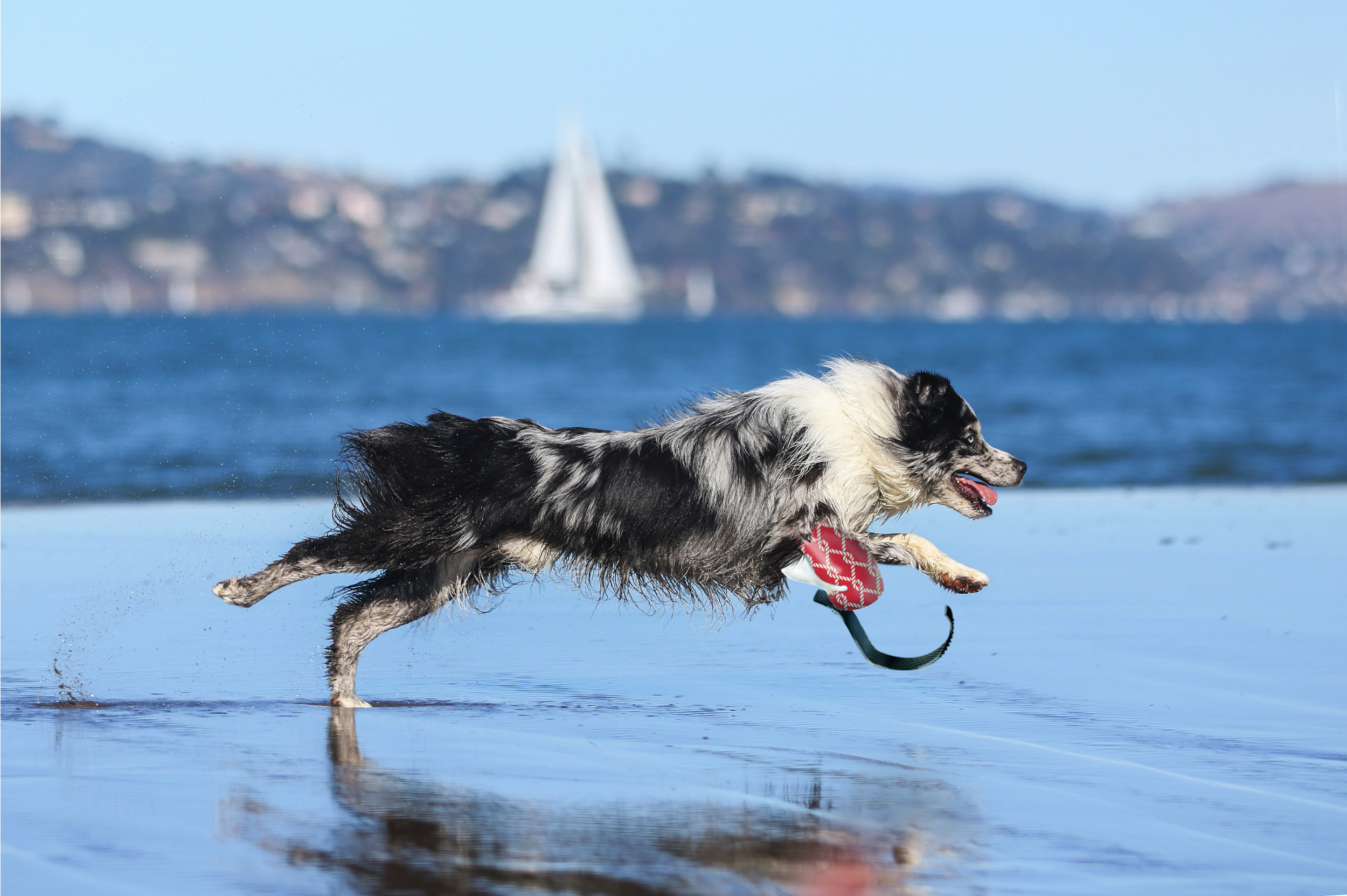 Ani-Go pet prosthetic concept