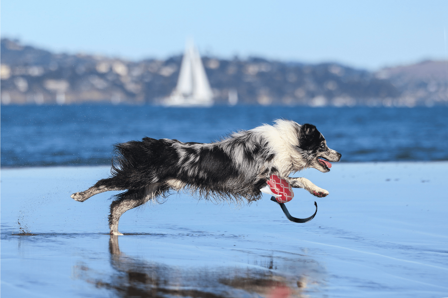 An Ani-Go concept image combining a dog running on a beach with the proposed prosthetic
