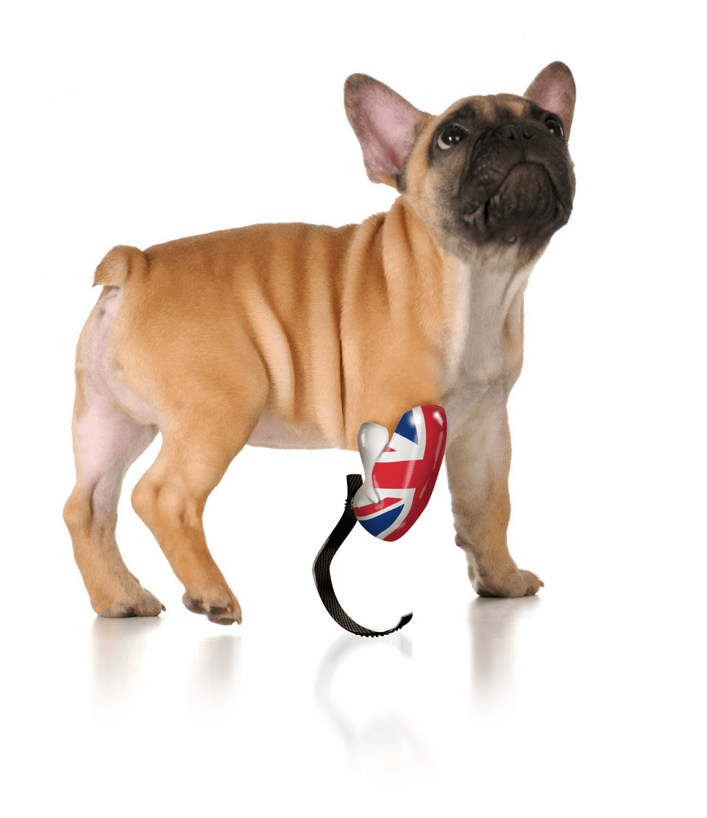 Ani-Go concept image combining a puppy with a Union Jack-patterned front-leg prosthetic